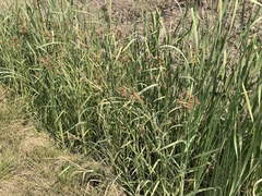 Scirpus pallidus