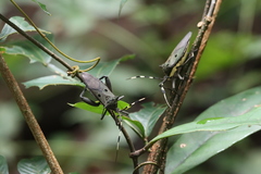 Molchina hopei