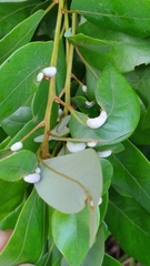 Trioza magnoliae image