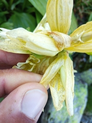 Gentiana burseri