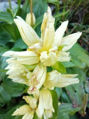 Gentiana burseri