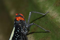 Lystra lanata