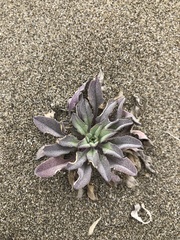 Erysimum menziesii