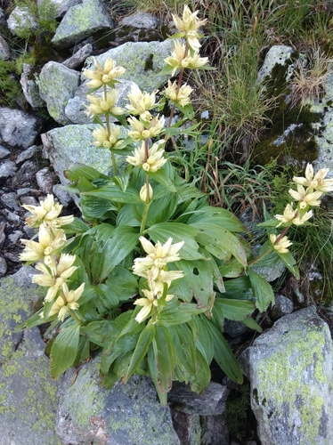Image of Gentiana burseri by (c) Ben Costamagna, some rights reserved (CC BY)