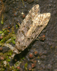 Heterocrossa iophaea