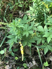 Agrimonia striata