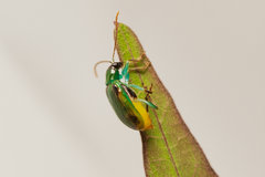 Diabrotica viridicollis