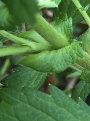 Agrimonia striata