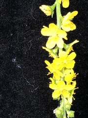 Agrimonia striata
