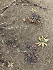 Erysimum menziesii