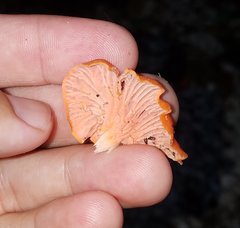 Cantharellus coccolobae