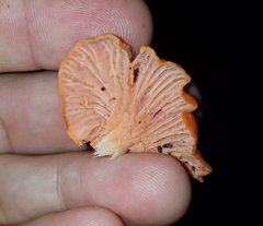 Cantharellus coccolobae