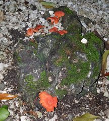 Cantharellus coccolobae