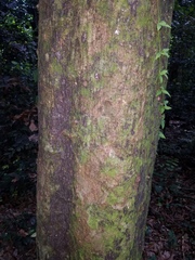 Sideroxylon foetidissimum