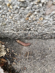 Lepidoptera