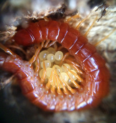 Scolopocryptops spinicaudus