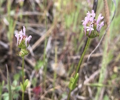 Plectritis ciliosa