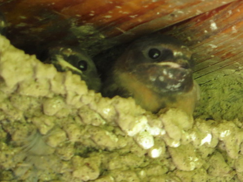 Cliff Swallow (Petrochelidon pyrrhonota)
