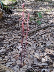 Bletia nitida