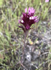 Castilleja densiflora densiflora