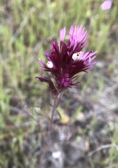 Castilleja densiflora densiflora