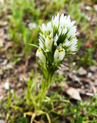 Castilleja densiflora densiflora