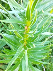 Lilium pyrenaicum