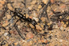 Pachycondyla crassinoda