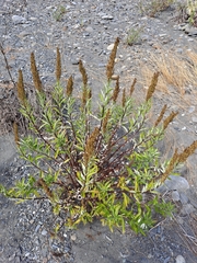 Artemisia suksdorfii