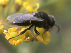 Oxybelus bipunctatus