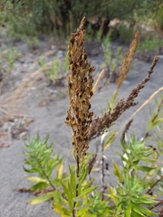 Artemisia suksdorfii