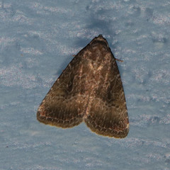 Ogdoconta