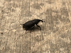 Sphenophorus cicatristriatus