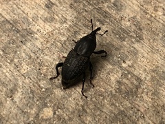 Sphenophorus cicatristriatus