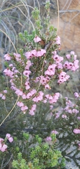 Erica melanthera