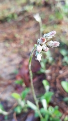 Antennaria neglecta