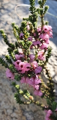 Erica melanthera