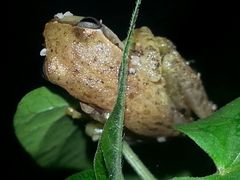 Tlalocohyla smithii