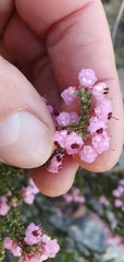 Erica melanthera