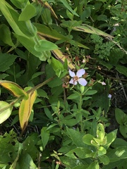 Platanthera ciliaris