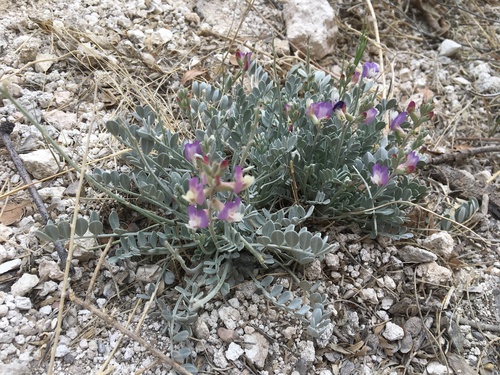 Astragalus calycosus var. scaposus