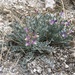 Astragalus calycosus scaposus - Photo (c) Nathan Peters, some rights reserved (CC BY-NC), uploaded by Nathan Peters