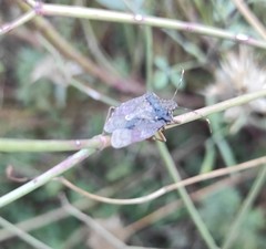 Halyomorpha halys