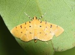 Phaedropsis stictigramma