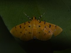 Phaedropsis stictigramma