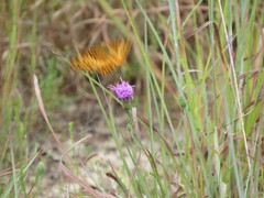 Liatris cymosa