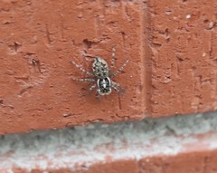 Menemerus semilimbatus