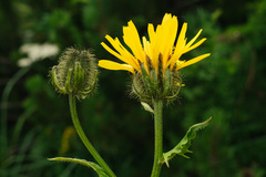 Crepis pyrenaica