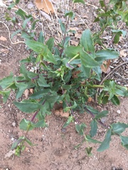 Penstemon pseudospectabilis
