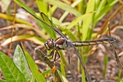 Libellula axilena